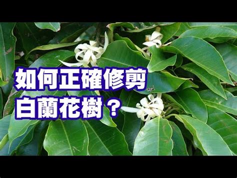 金玉蘭花種植禁忌|玉蘭花種植方法以及注意事項